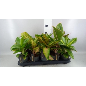 Aglaonema KB   ...