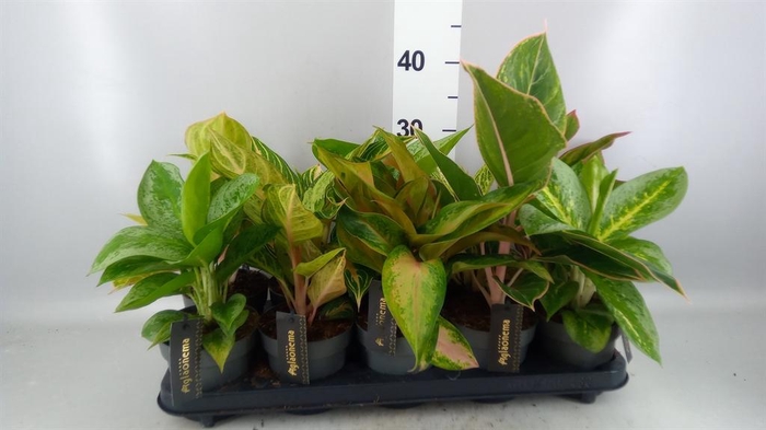 <h4>Aglaonema KB   ...</h4>