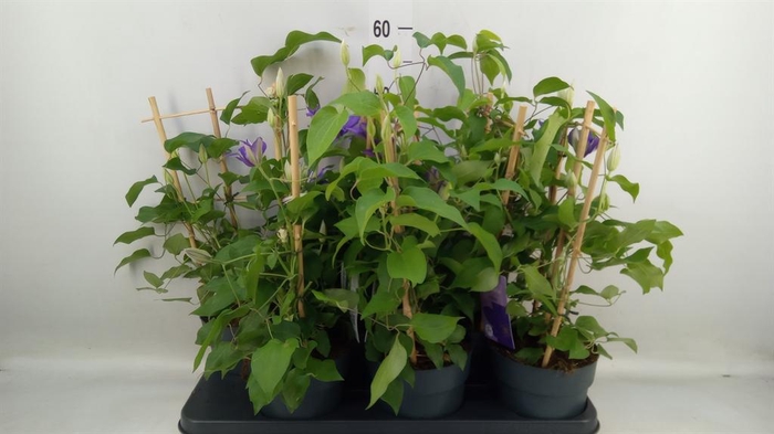 <h4>Clematis  'Boulevard'   ...</h4>