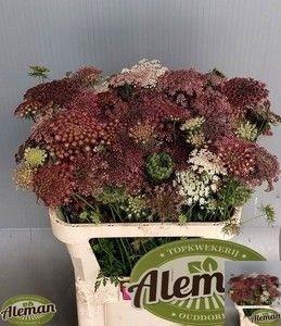 <h4>Daucus Carota Dara</h4>
