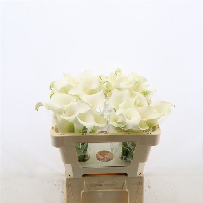 <h4>Calla Ventura</h4>