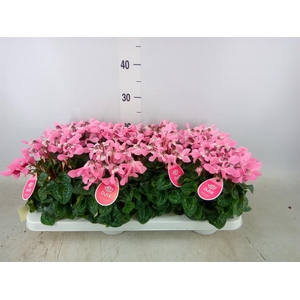 Cyclamen KL 'Djix'