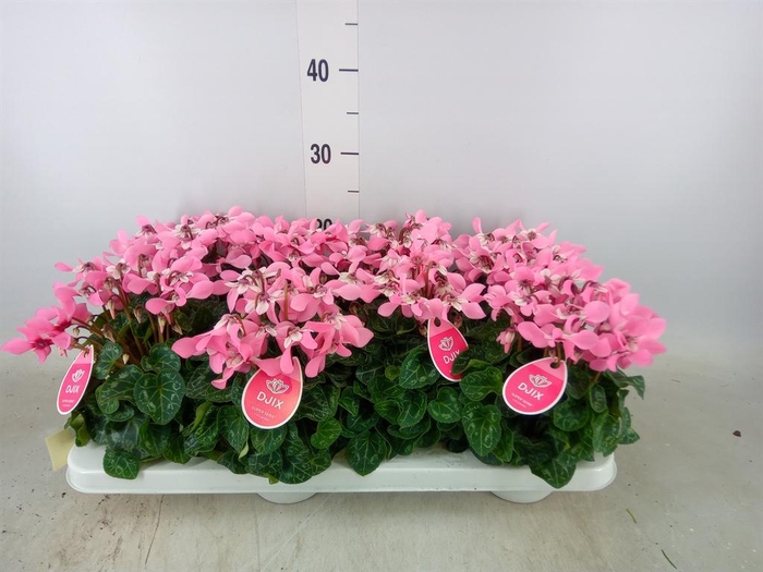 <h4>Cyclamen KL 'Djix'</h4>