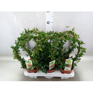 Hedera   ...green leafed