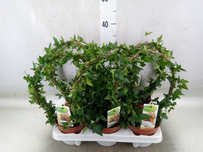 <h4>Hedera   ...green leafed</h4>