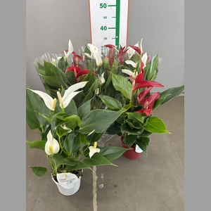 ANTHURIUM MIDI RED/WHITE