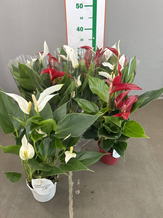 ANTHURIUM MIDI RED/WHITE
