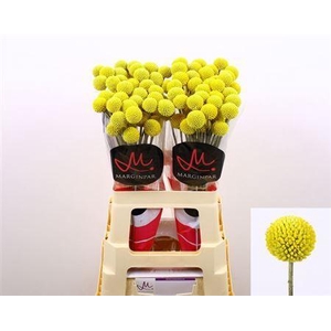 Craspedia Paintball Pop 60cm