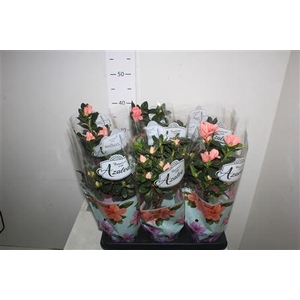 ** Rhodo Si Gem Stam * Spring Deal *