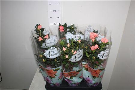 <h4>** Rhodo Si Gem Stam * Spring Deal *</h4>