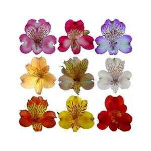 Alstr Assorted  80cm EC