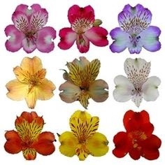 <h4>Alstr Assorted  80cm EC</h4>