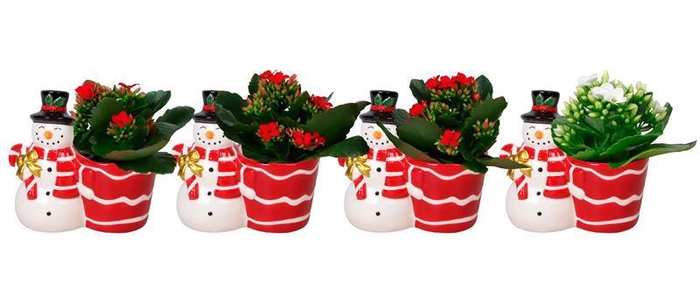 <h4>KALANCHOE BLOSSFELDIANA 'MINI'</h4>