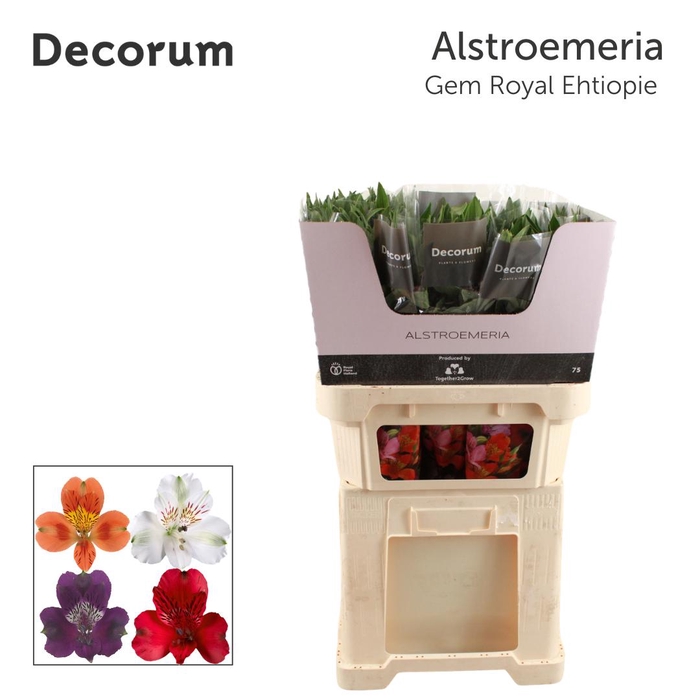 <h4>ALSTR GEM IN FUST Royal (Eth)</h4>