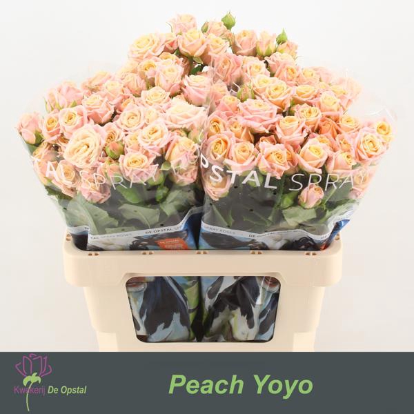 <h4>R Tr Peach Yo-Yo Opstal</h4>