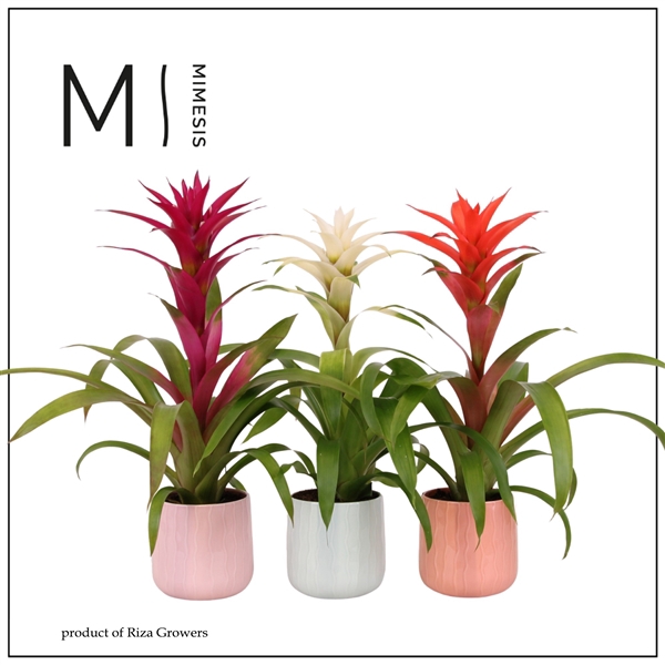 <h4>Mimesis Guzmania Charming - 12cm in Belize ceramic</h4>