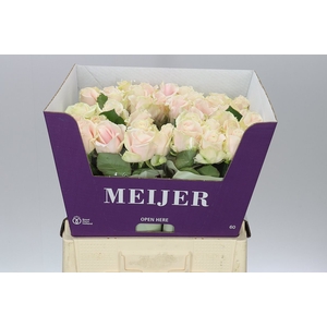 Rosa Gr Sweet Avalanche Meijer White