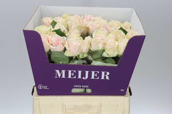 <h4>Rosa Gr Sweet Avalanche Meijer White</h4>
