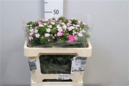 <h4>Di Barb Am Rose</h4>