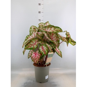 Caladium   ...