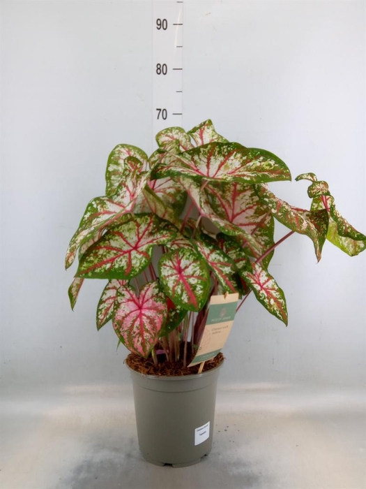 <h4>Caladium   ...</h4>