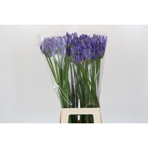 Agapanthus Blue Heaven