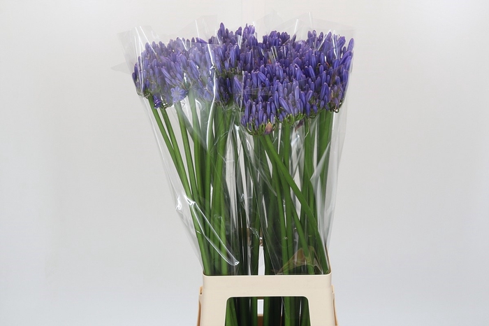 <h4>Agapanthus Blue Heaven</h4>