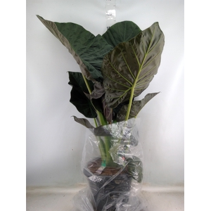 Alocasia  'Regal Shields'