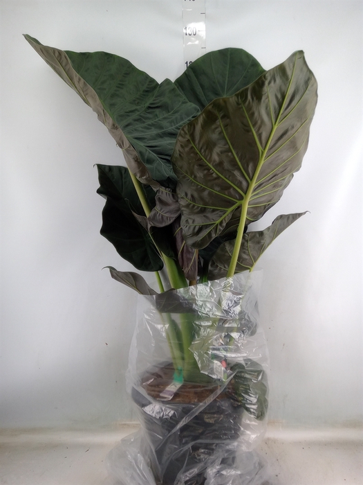 <h4>Alocasia  'Regal Shields'</h4>