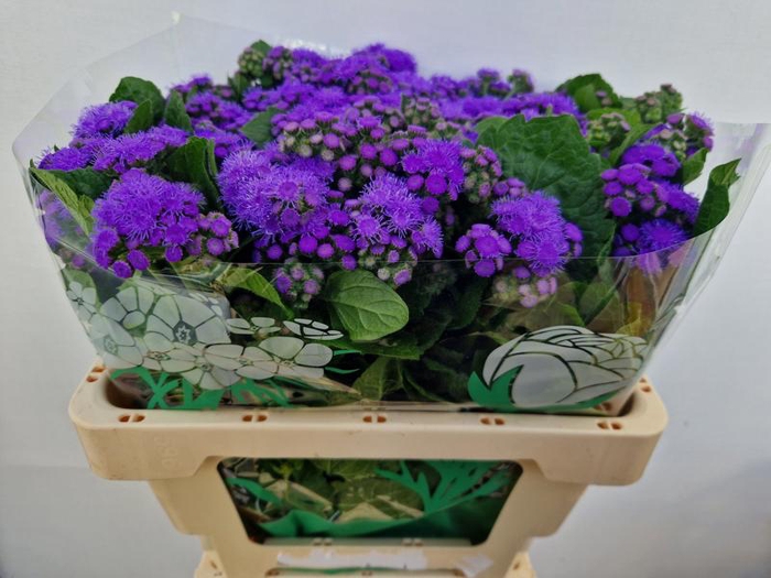 <h4>Ageratum Blue Horizon Komt Goed</h4>