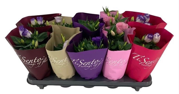 <h4>EUST JULIETTA GEM</h4>