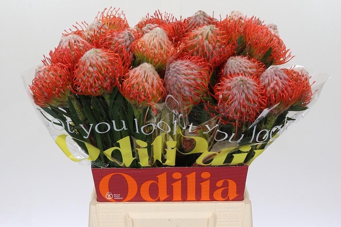 <h4>LEUCO CO TANGO</h4>