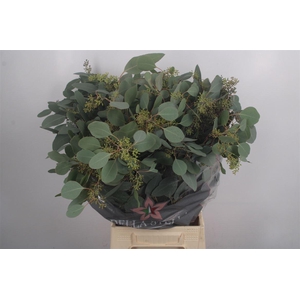 Euc Populus Berry Per Bunch 150 Gram