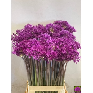 ALLIUM PURPLE SENS