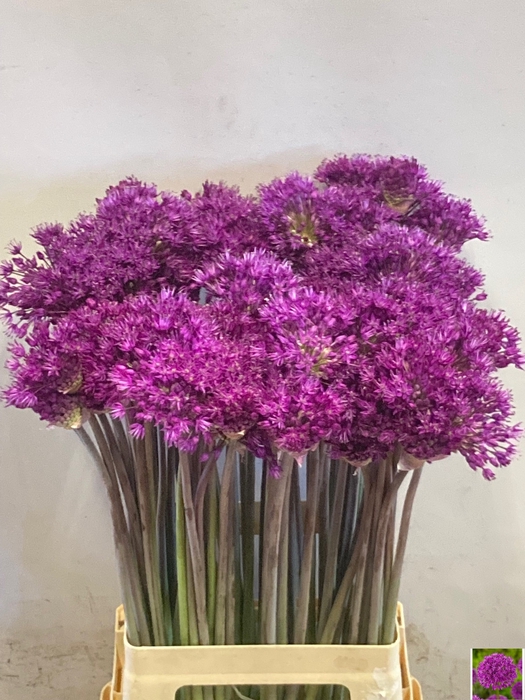 <h4>ALLIUM PURPLE SENS</h4>