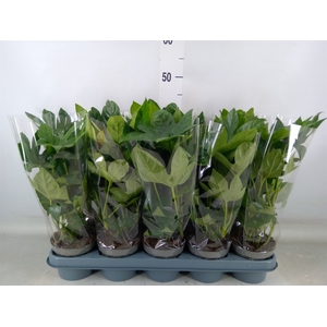Fatsia japonica   ...