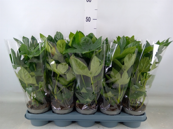 <h4>Fatsia japonica   ...</h4>