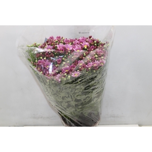 CRISANTEMO BOLA BELGA P20 ROSA