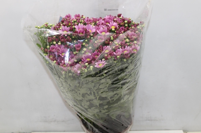 <h4>CRISANTEMO BOLA BELGA P20 ROSA</h4>