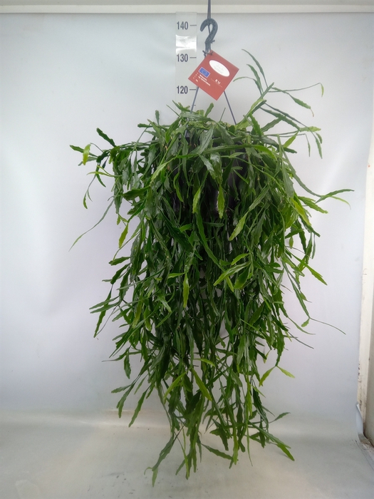 <h4>Rhipsalis   ...</h4>