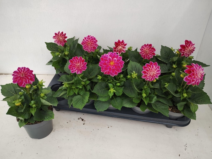<h4>DAHL DECORE ROSE</h4>