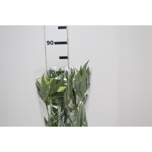 ALSTROEMERIA AKEMI 080 CM