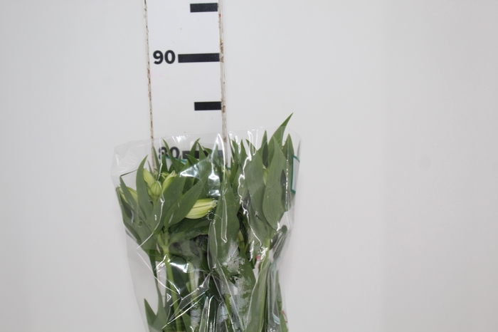 <h4>ALSTROEMERIA AKEMI 080 CM</h4>