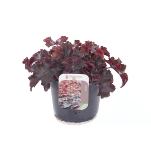 Heuchera Melting Fire