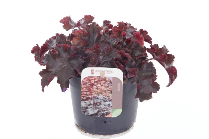 <h4>Heuchera Melting Fire</h4>