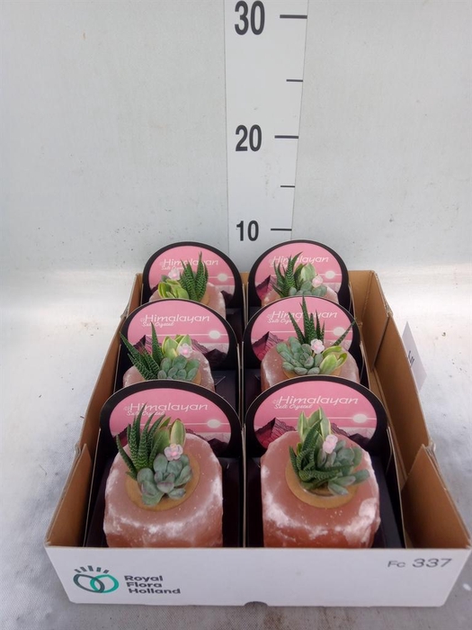 <h4>Arr. Succulents L%</h4>