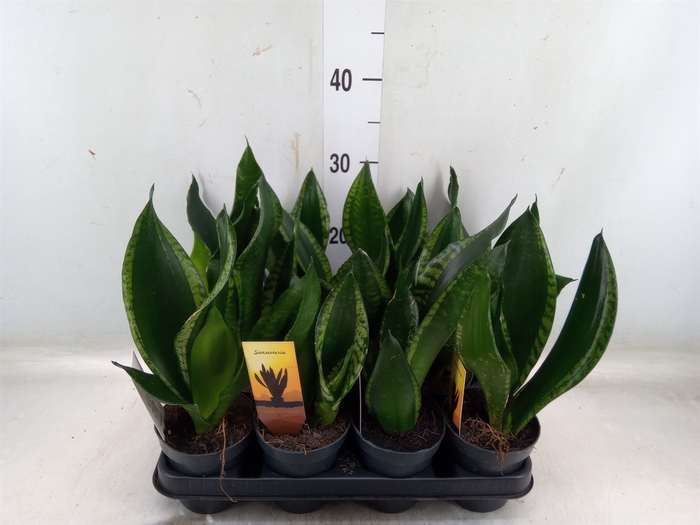 <h4>Sansevieria trifa.   ...</h4>