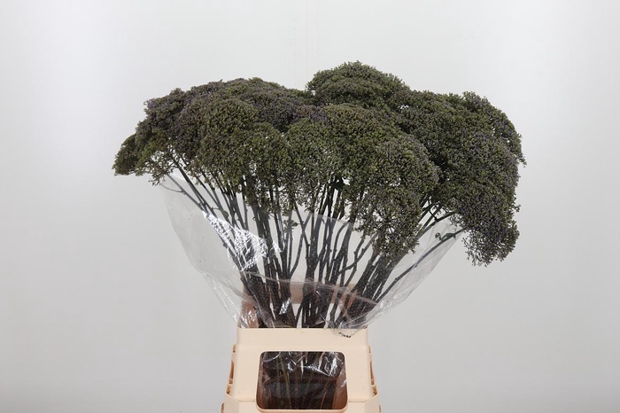 <h4>Trach Blue Shine</h4>