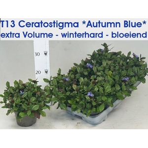 CERATOS PLUMBAGINOID
