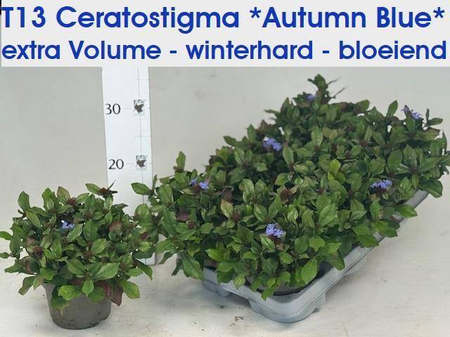 <h4>CERATOS PLUMBAGINOID</h4>